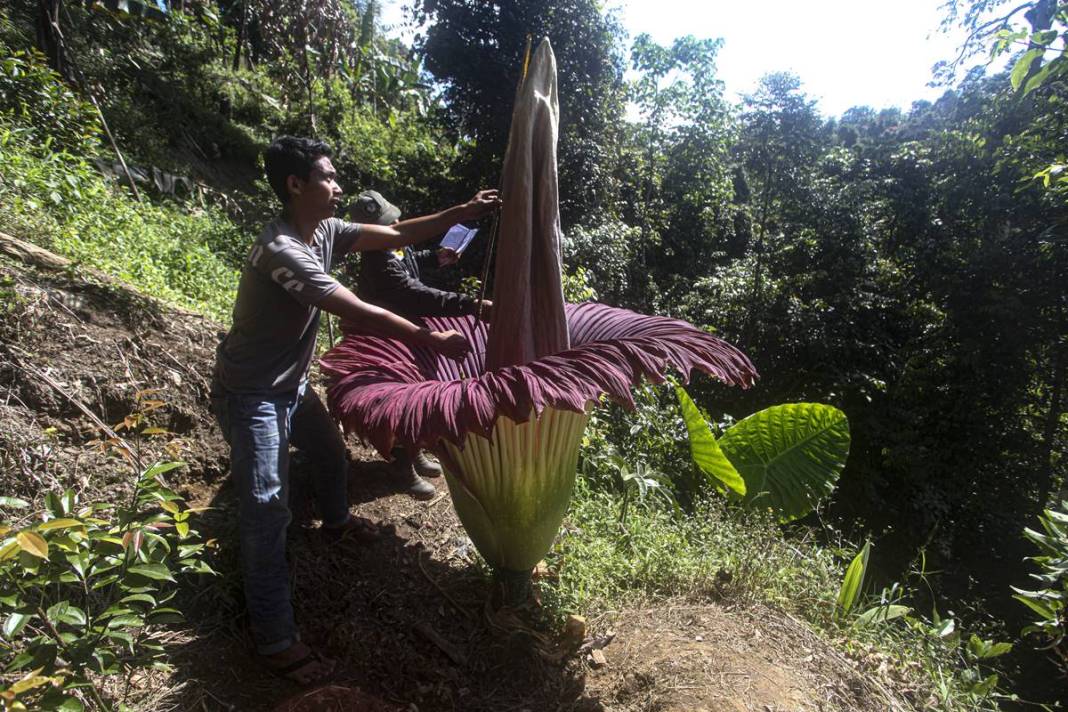 Dünyanın en kötü kokulu 'leş çiçeği' açtı! Kokudan kimse yanına yaklaşamıyor 12